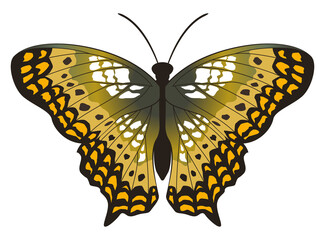flying butterfly in a top view on transparent background.