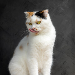White calico tricolor cat licking lips waiting for food. Scottish fold kitten looking something on black background.Hungry white cat with copy space.