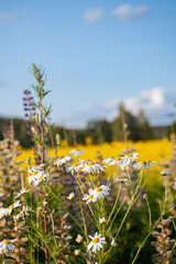 Obraz premium Rustic flowers by a flower field on the countryside in a sunny day with blue sky
