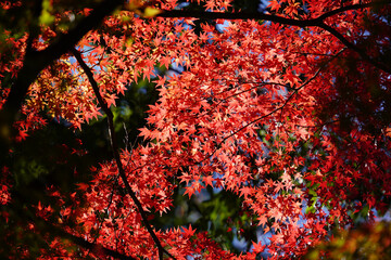 紅葉