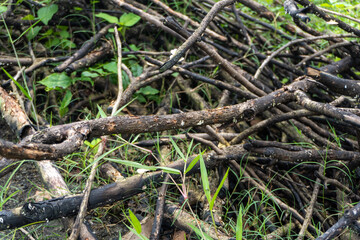 A pile of damp tree branches with growing mushroom