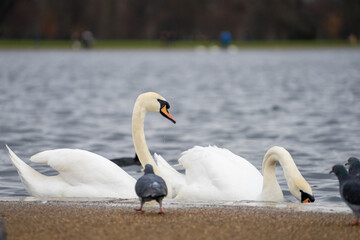 Kensington Palace and garden in Kensington Garden in London during winter cloudy day at London , United Kingdom : 12 March 2018