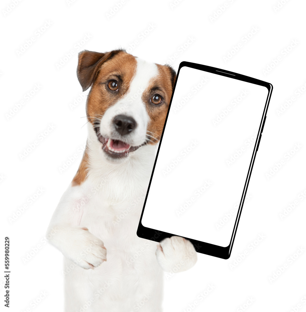 Poster jack russell terrier puppy holds big smartphone with white blank screen in it paw, showing close to 