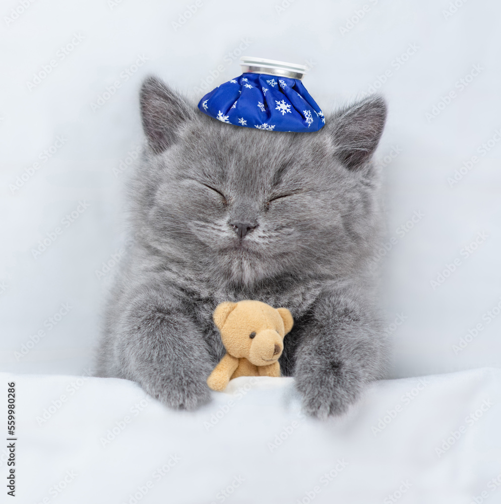 Aufkleber cozy kitten sleeps under blanket on a bed at home. top down view. empty space for text
