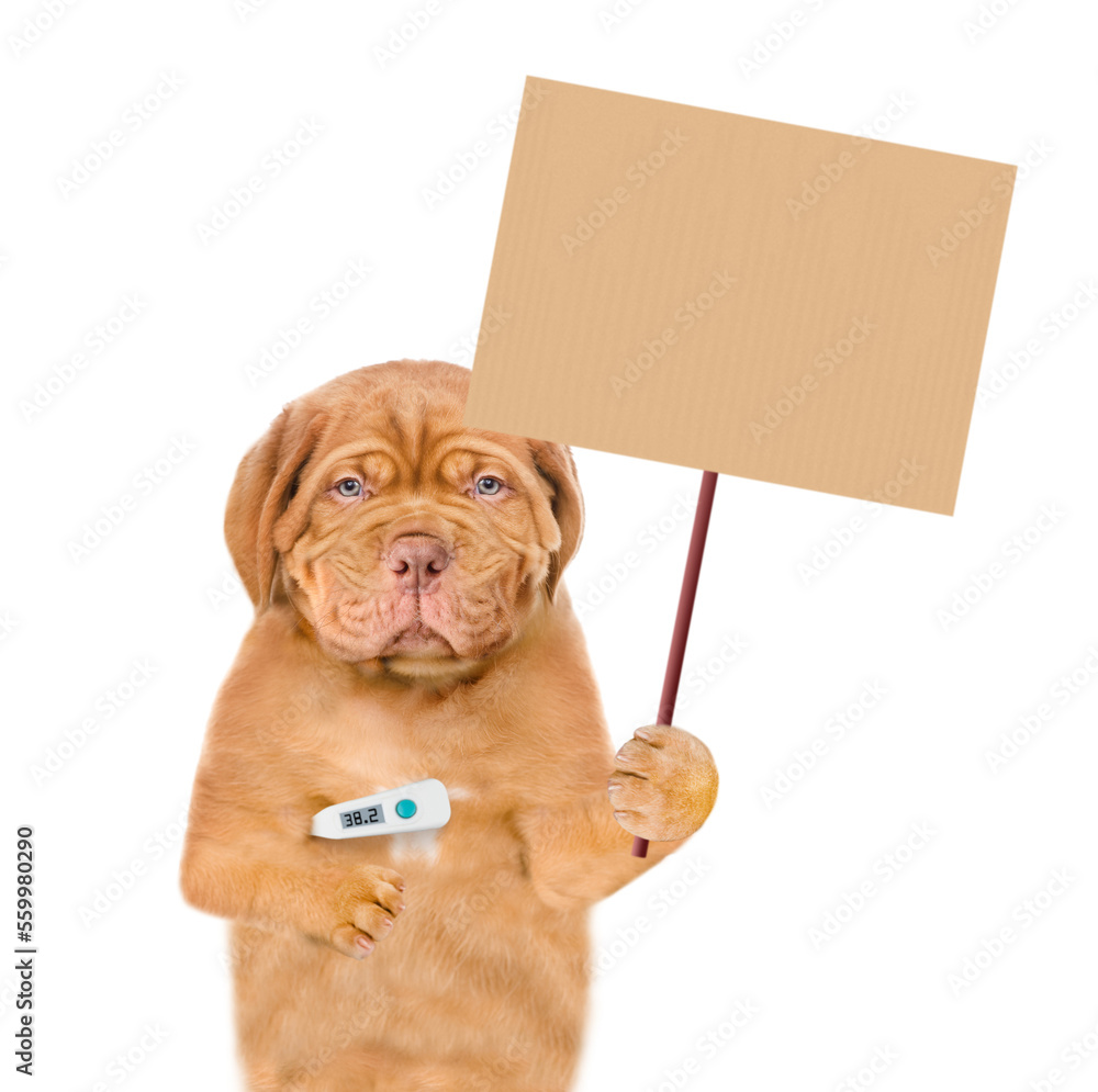 Poster unhappy sick puppy holds thermometer and shows empty placard. isolated on white background