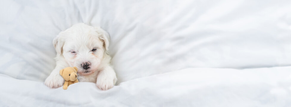 Tiny Bichon Frise puppy sleeps under  white blanket on a bed at home. Top down view