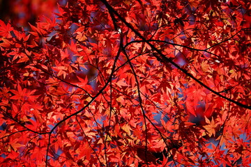 紅葉