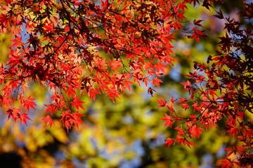 紅葉