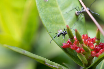 Golden-tailed Spiny Ants known as Shiny Bum Ants