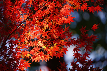 紅葉