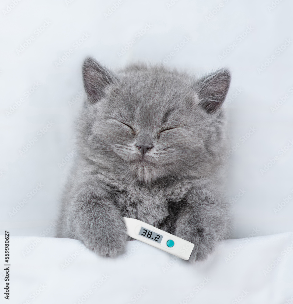 Poster cozy kitten sleeps with thermometer under blanket on a bed at home. top down view