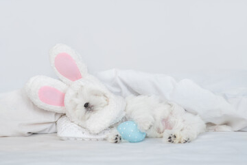 Fototapeta na wymiar Lapdog puppy wearing easter rabbits ears sleeps with colorful egg on a bed under warm white blanket at home