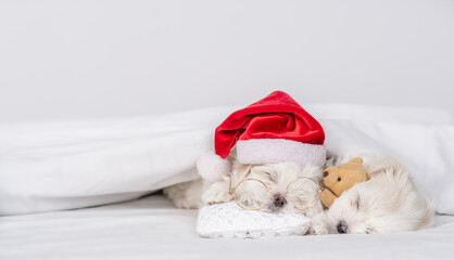 Two maltese puppies wearing santa hat sleep on a bed at home and hug toy bear. Empty space for text