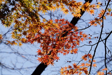 紅葉