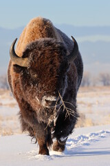 American bison in winter, Rocky Mountain Arsenal National Wildlife Refuge, Colorado © Stefan Ekernas