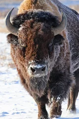 Foto op Plexiglas American bison in winter, Rocky Mountain Arsenal National Wildlife Refuge, Colorado © Stefan Ekernas