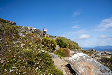 native plants growing on a mountain in tasmania australia