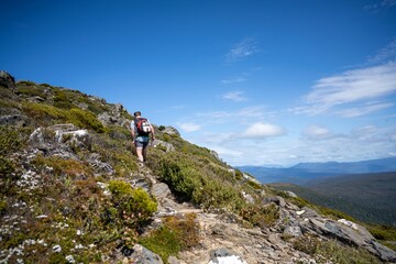 Fototapeta premium alpine plants growing on a mountain in tasmania australia. alpine landscape