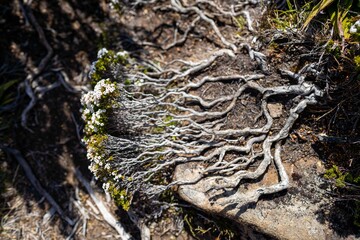 alpine plants growing on a mountain in tasmania australia. alpine landscape