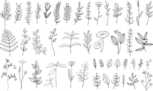 繊細な植物や花のボタニカル線画セット　ベクター素材