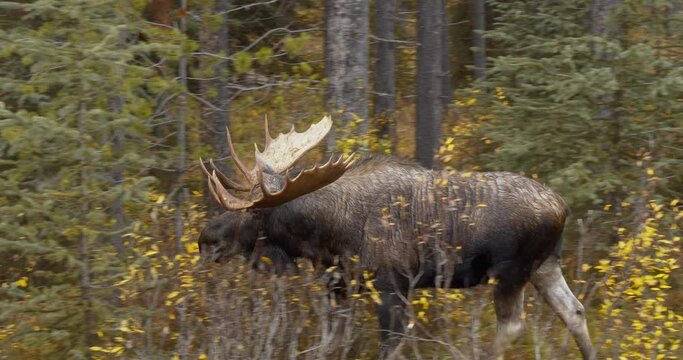 Big moose with huge horns walking down the side of the road into the forest to eat in a Canadian national park, Rocky Mountains
