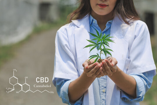 Researcher hand holding a marijuana plant. Concept farm marijuana plantation. CBD hemp oil.