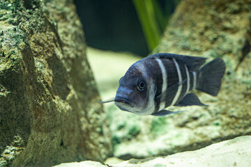 Aquarium with a freshwater fish - humpback bream.