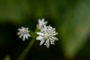 Astrantia carniolica flower growing in mountains, close up	