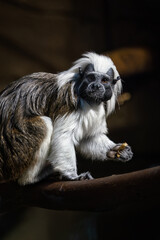 An adult tamarin monkey kept in captivity.
