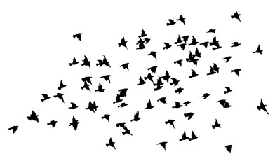 A flock of flying birds. Free birds. Vector illustration