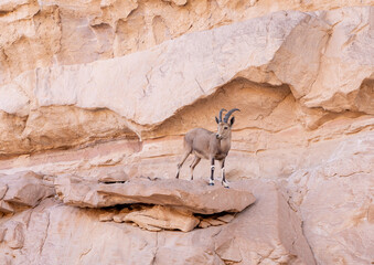 Wild  goat stands on a rock in the national park Timna, near the city of Eilat, Israel
