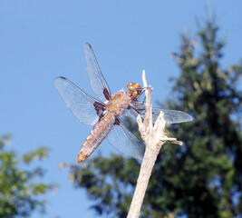 dragonfly on a branch