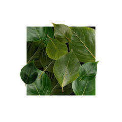 transparent png image of natural green leaves in the box