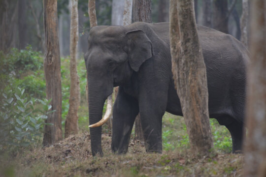 A huge tusker elephant from Kabini National Park , Karnataka India