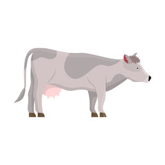 Cow breed vector illustration. Cartoon Jersey, Holstein or Frisian cows, meat, milk or dairy production. Agriculture, farming, cattle breeding, domestic animals concept