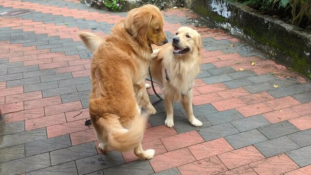 two golden retriever dogs with leashes wagging their tail and playing around with each other curiously