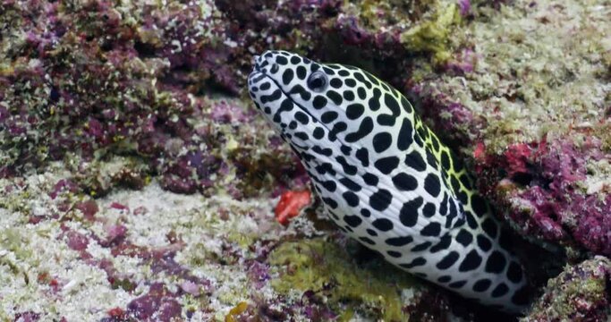 This spotted Moray was shot in the Maldivian Archipelago. The native resolution of the video is 8K 422 10 bits 30p
