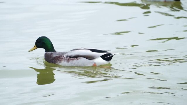 Mallard Duck Swimming In A Pond In Paris, France - close up