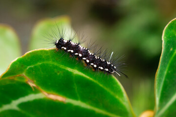 a caterpillar with a beautiful pattern crawling on a leaf