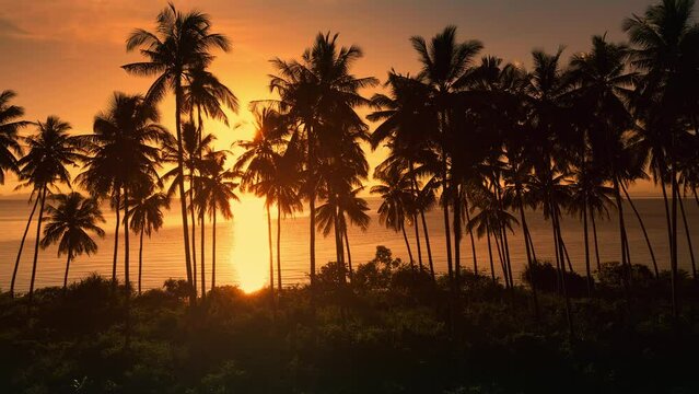 Beautiful orange sunset view of palm trees and sea in tropical country, shot from drone camera flies right. Paradise of sunlight through palm trees in tropical resort, aerial view. Nature mother earth