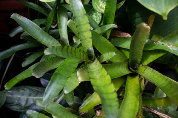 A green plant on a blurry green background has a beautiful leaf motif