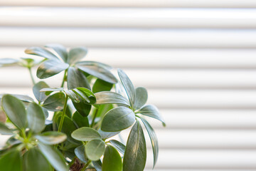 観葉植物とブラインド