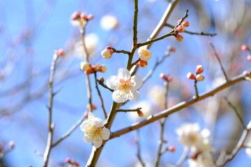 white Japanese apricot in full blooming
