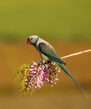 Malabar parakeet 