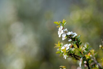 native coastal plants in tasmania australia © William