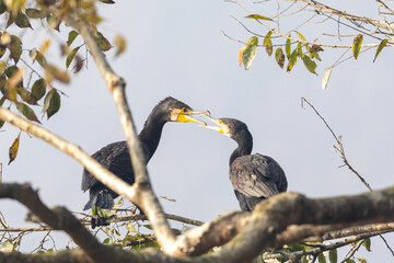 Great Cormorant