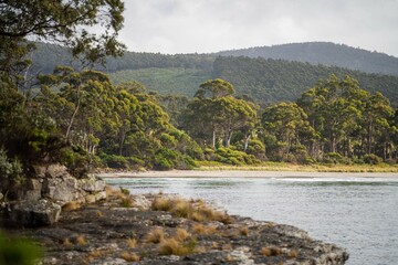 native coastal plants in tasmania australia