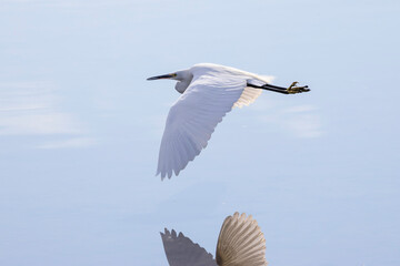 水面を飛翔するシラサギ