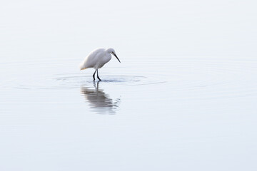 水辺でエサを探すシラサギ