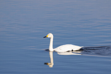 湖面を泳ぐ白鳥